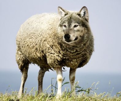 wolf-in-sheeps-clothing-2577813_1280